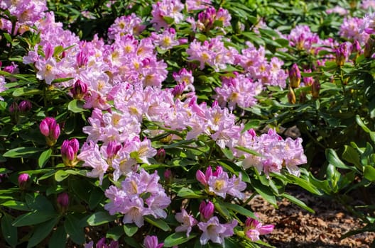Rhododendron in spring - many Rhododendron plants in spring