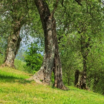 Olive tree trunk - olive tree trunk 23