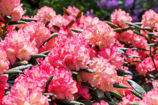Rhododendron in spring - many Rhododendron plants in spring