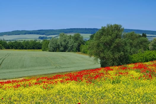 Harz foreland in spring - landscape in Harz Mountains in Spring