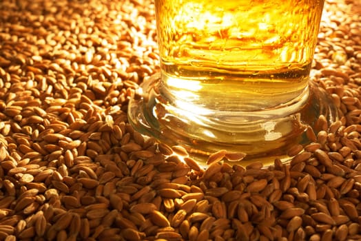 Close-up of a beer glass with wheat,cereals,barley,malt