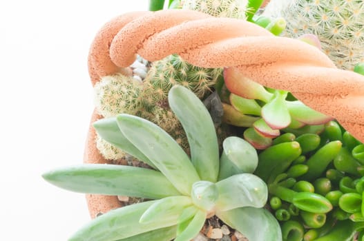 domestic beautiful exotic plants
