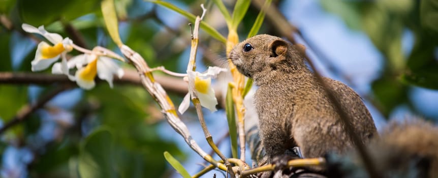 Pallas's squirrel or Red-bellied squirrel ( Callosciurus erythraeus )