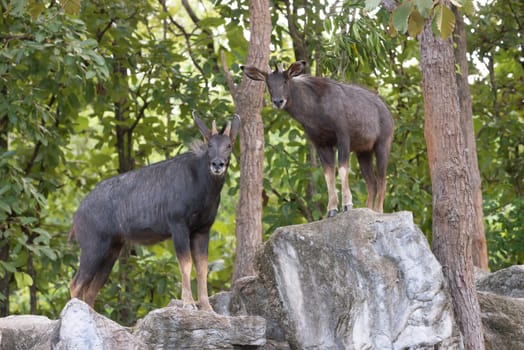 serow ( Capricornis sumatraensis ) standing on the cliff