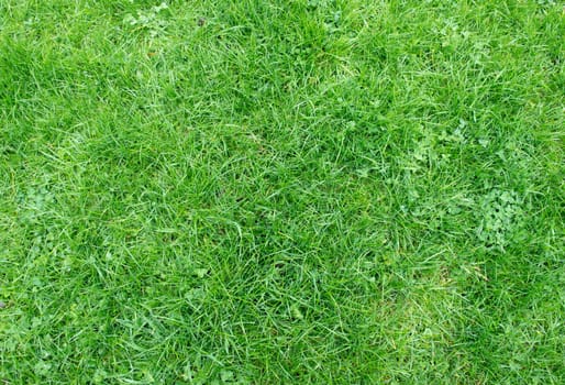 fresh spring green grass background