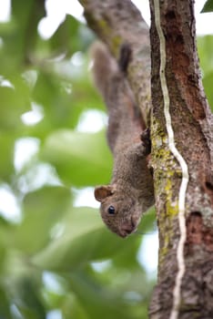 Pallas's squirrel or Red-bellied squirrel ( Callosciurus erythraeus )