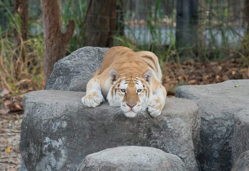 golden tabby tiger resting on the rock