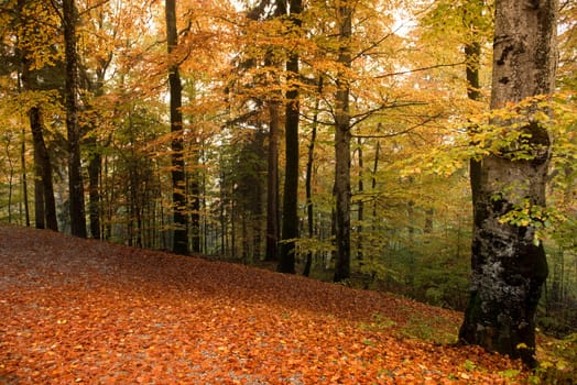 colorful autumn trees in the forest