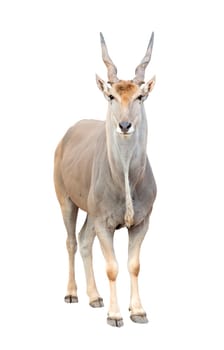 eland (Taurotragus oryx) isolated on white background