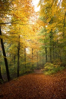 colorful autumn trees in the forest