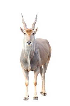 eland (Taurotragus oryx) isolated on white background