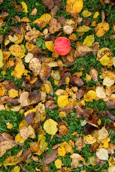 apple falling on grass and dried leaves