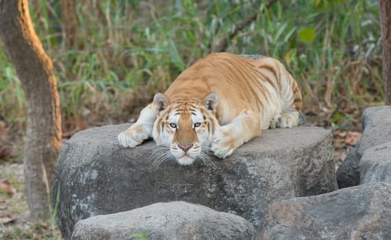 golden tabby tiger resting on the rock