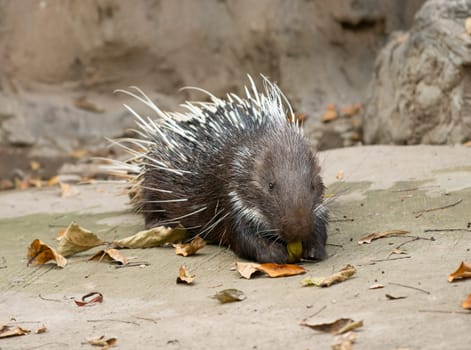 Malayan porcupine, Himalayan porcupine, Large porcupine (Hystrix brachyura)