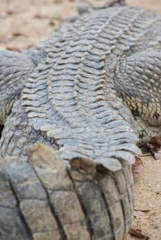 dorsal part of fresh water crocodile