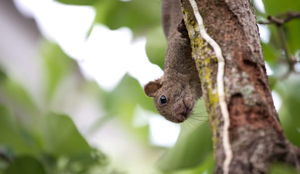 Pallas's squirrel or Red-bellied squirrel ( Callosciurus erythraeus )