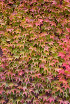 the walls are covered with ivy