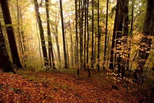 colorful autumn trees in the forest