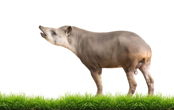 South American Tapir or Brazilian Tapir isolated on white background