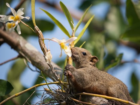 Pallas's squirrel or Red-bellied squirrel ( Callosciurus erythraeus )