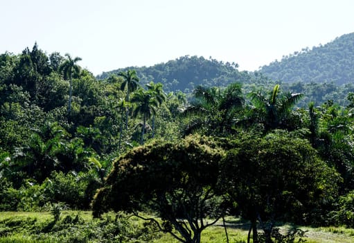 beautiful green wild Tropical Forrest with palms