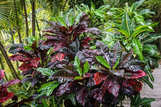 Tropical Bush with red and green leaves in the Garden