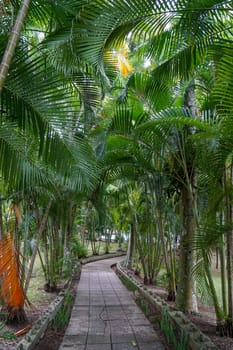 Palm trees on both sides of the garden path