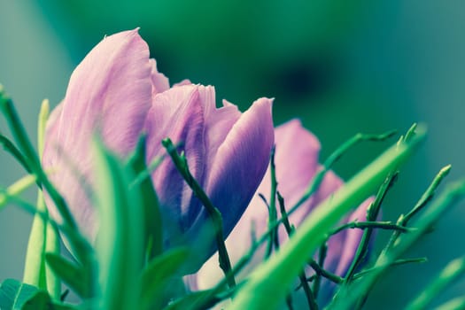 A purple tulip blossom in close-up,Abstract cross development,background