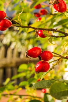 Rose hips in the golden autumn light - this will be a wonderful tea