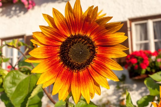 A large orange sunflower in a farm garden