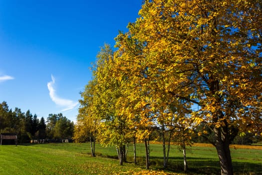Autumnally coloured trees,row of trees in front of bright blue sky
