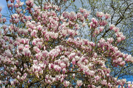 Magnolias - A tree full of exotic,beautiful flowers
