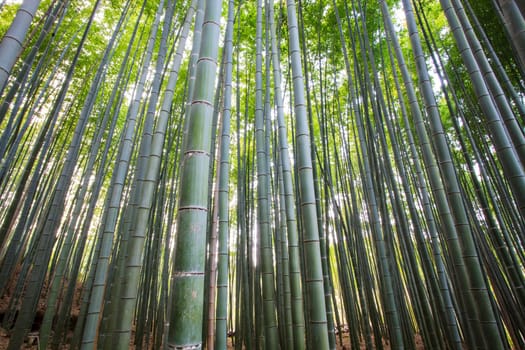 The Bamboo Grove panorama in Arashiyama, Kyoto, Japan
