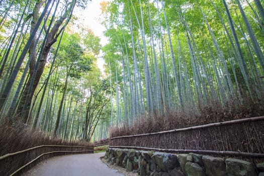 The Bamboo Grove panorama in Arashiyama, Kyoto, Japan