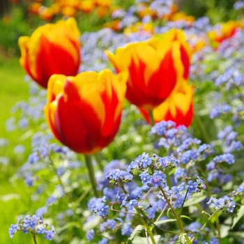 Tulip and forget-me-not 09