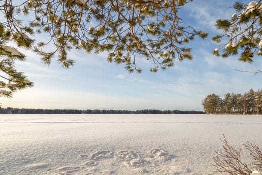 Lake in Umea, Sweden with pine trees.