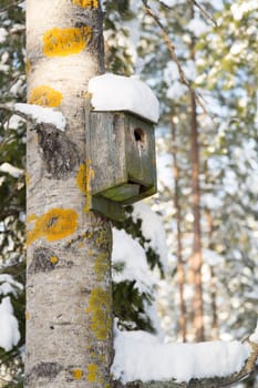 Birdhouse on Aspen Tree with snow on it.