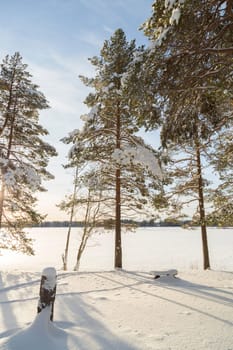 Pine Trees in front of Frozen Lake in Umea, Sweden.