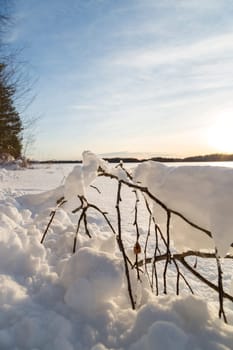 Birch Twig Covered in Snow by lake in Umea, Sweden.