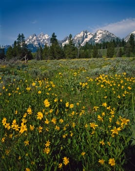 Spring in Grand Teton, Wyoming