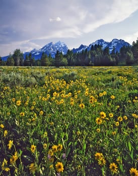 Grand Teton in Wyoming