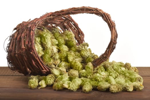 many dried hop cones for beer and brewery in Rattankörbchen Isolated On White