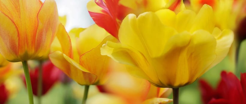 tulips in red and yellow colors and pattern,highres