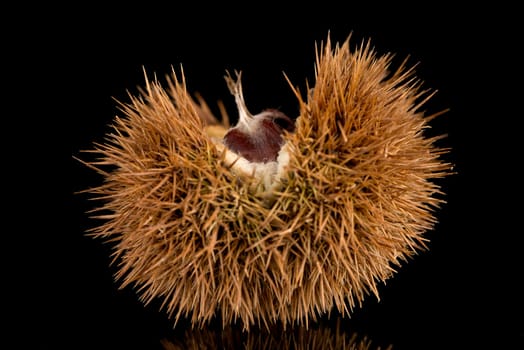 Closeup of chestnuts on a black reflective background.