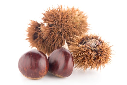 Chestnuts with shell isolated on white background.