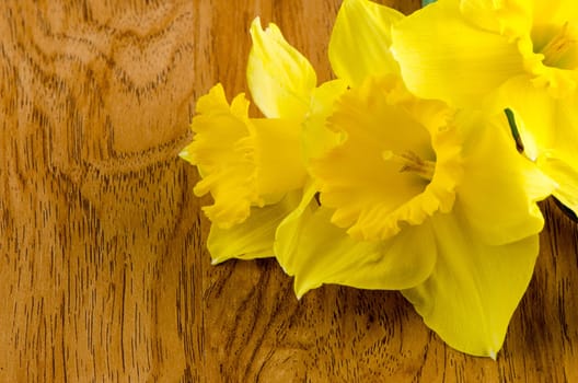 Yellow jonquil flowers on wooden background.