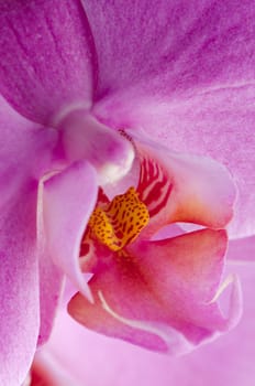 Closeup detaild of beautiful pink orchid.