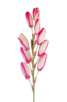Beautiful lilies isolated on white background.