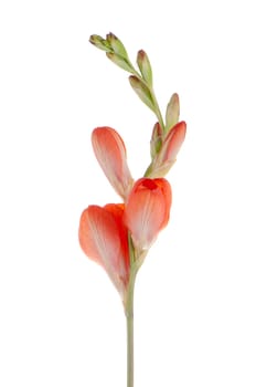 Beautiful orange lilies isolated on white background.