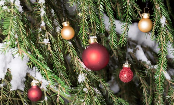 Christmas Tree Balls in Spruce Tree with snow.